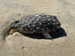 Chilomycterus schoepfii