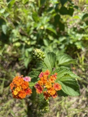 Lantana