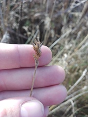 Carex leporina