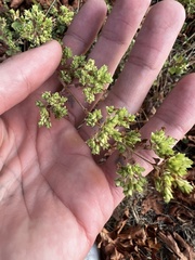 Polycarpon tetraphyllum