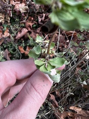 Polycarpon tetraphyllum