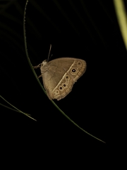 Mycalesis perseoides