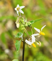 Solanum pilcomayense