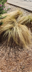 Nassella tenuissima