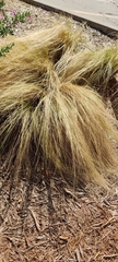 Nassella tenuissima