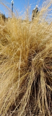 Nassella tenuissima