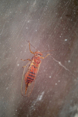 Cacopsylla pyri
