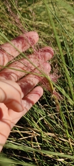 Muhlenbergia capillaris