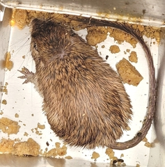 Chaetodipus