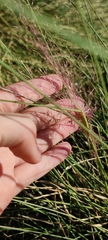 Muhlenbergia capillaris