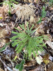 Dendrolycopodium