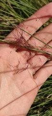 Muhlenbergia capillaris