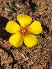 Oxalis perdicaria