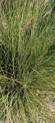 Muhlenbergia capillaris