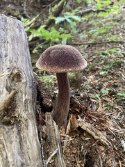 Aureoboletus