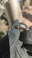 Elaphroptera