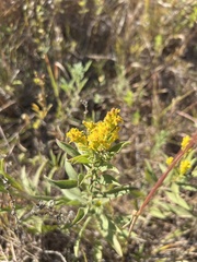 Solidago petiolaris