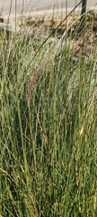 Muhlenbergia capillaris