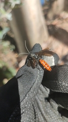 Elaphroptera