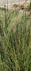 Muhlenbergia capillaris
