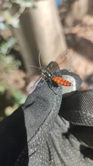 Elaphroptera