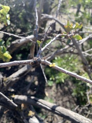 Copestylum scutellatum