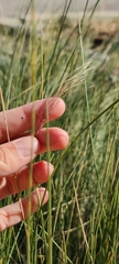 Muhlenbergia capillaris