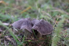 Tricholoma terreum