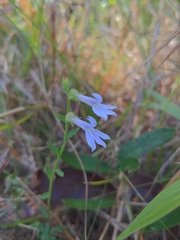 Lobelia brevifolia