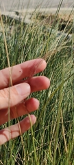 Muhlenbergia capillaris