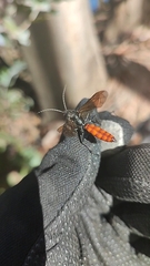 Elaphroptera