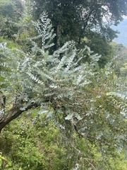 Eucalyptus cinerea