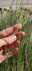 Muhlenbergia capillaris