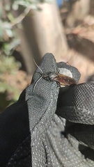 Elaphroptera