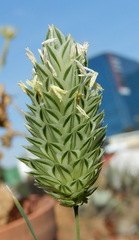 Phalaris canariensis