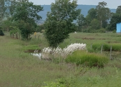 Saccharum spontaneum