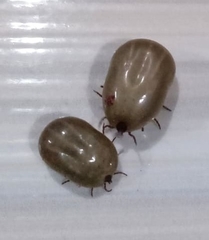 Parasitiformes