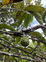 Annona