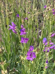 Penstemon strictus