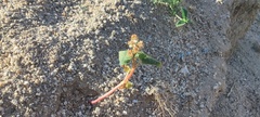 Fagopyrum esculentum