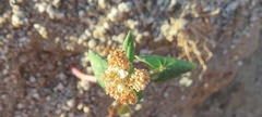 Fagopyrum esculentum