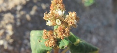 Fagopyrum esculentum
