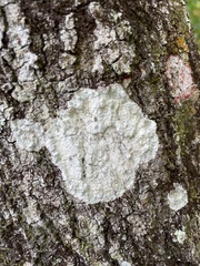 Lecanora hybocarpa