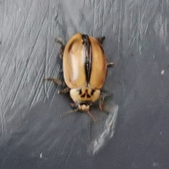 Aphidecta obliterata