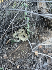Crotalus molossus molossus