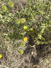 Grindelia ciliata