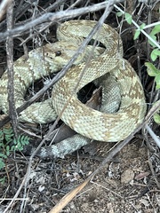 Crotalus molossus molossus