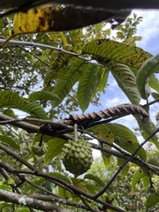 Annona