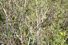 Setophaga palmarum palmarum