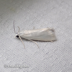 Scirpophaga